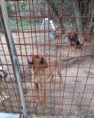 Cani da caccia al cinghiale