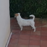Jack Russell