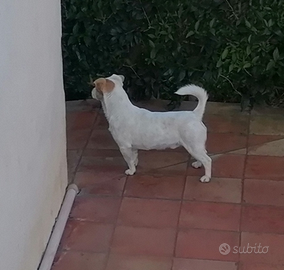 Jack Russell