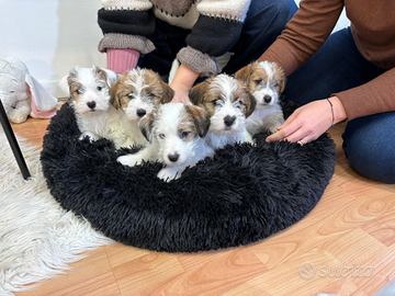 Cuccioli Jack Russel