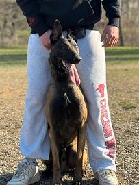 Maschio Malinois per Monta