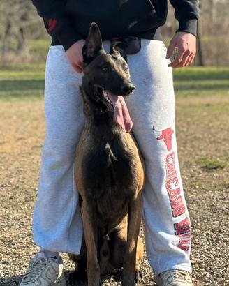 Maschio Malinois per Monta