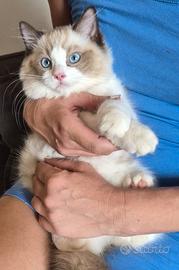 Cucciolo ragdoll
