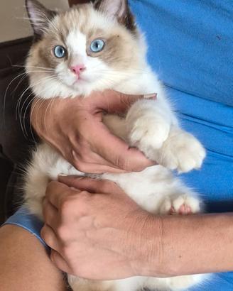 Cucciolo ragdoll