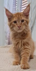 Maine coon 3 mesi vaccinato sverminato