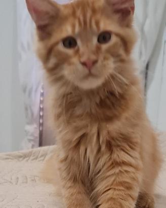 Maine coon 3 mesi vaccinato sverminato