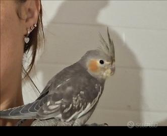 Calopsite allevata a mano