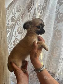 Chihuahua disponibili il nido di priscilla
