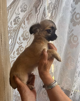 Chihuahua disponibili il nido di priscilla