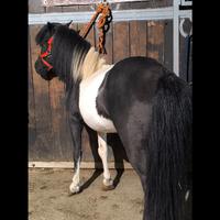 Pony black and White