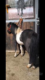 Pony black and White