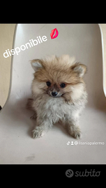 Pomerania toj