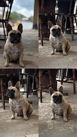 Bulldog con pedigree