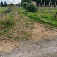 Terreno agricolo con ulivi