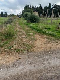 Terreno agricolo con ulivi