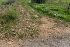 Terreno agricolo con ulivi