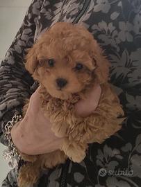 Barboncini taglia MINI MASCHIETTI