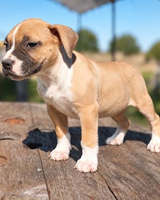 Pitbull ukc 