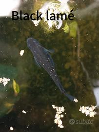 Medaka black lamé uova