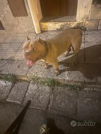 Stallone american bully