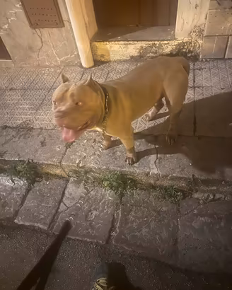 Stallone american bully