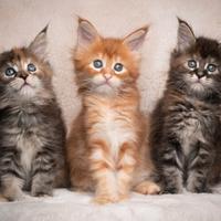 Maine Coon