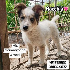 Mix maremmana 3 mesi adozione