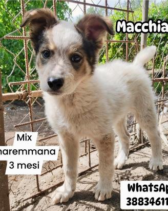 Mix maremmana 3 mesi adozione