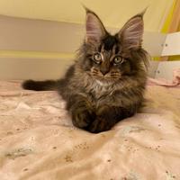 Maine Coon