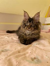 Maine Coon