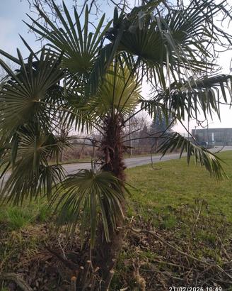 palme da giardino 