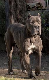 Cuccioli di Cane Corso