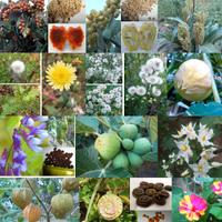 Semi Piante varie lista3