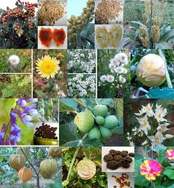 Semi Piante varie lista3