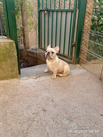 Bulldog Francese