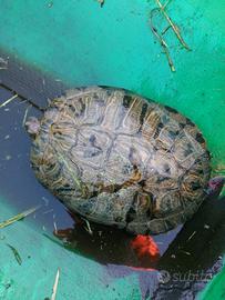 Tartarughe d'acqua