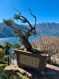 Bonsai di Ginepro (Juniperus)