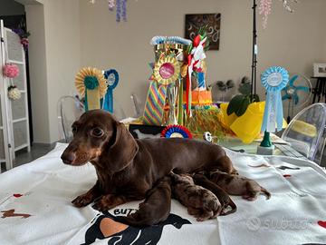 Cuccioli di bassotto con pedigree