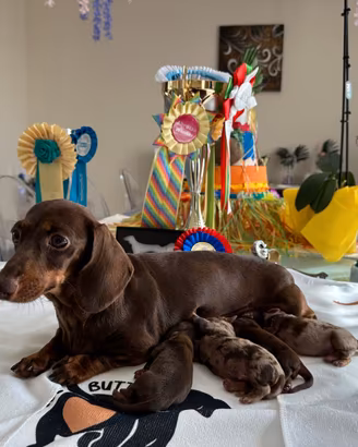 Cuccioli di bassotto con pedigree