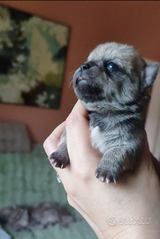 Chihuahua linea russa