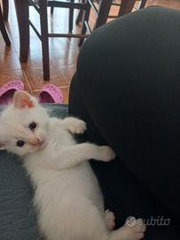 Gattina
