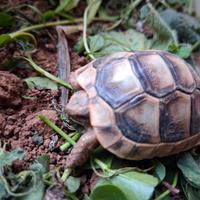 Tartarugh baby sarde marginate