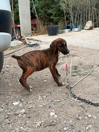 Cani da caccia al cinghiale 