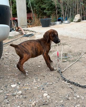 Cani da caccia al cinghiale 