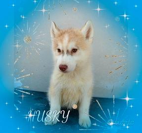 Husky con pedigree ENCI