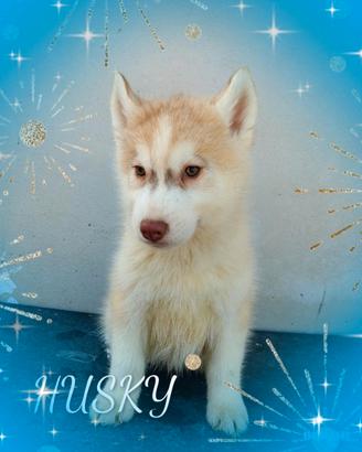 Husky con pedigree ENCI