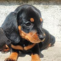 Bassotto Tedesco Cuccioli