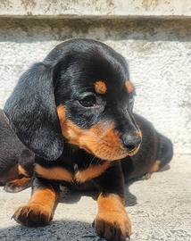 Bassotto Tedesco Cuccioli