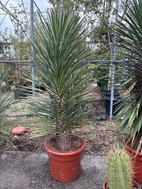 Yucca filiera australis