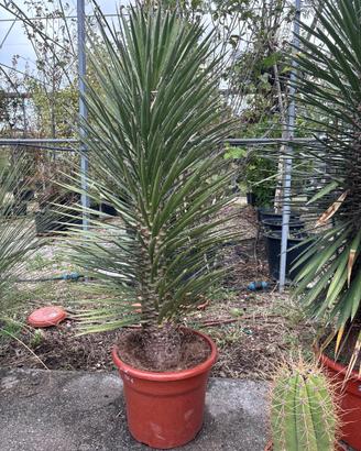 Yucca filiera australis